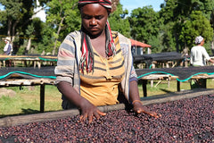 Ethiopian Guji Ardi Natural