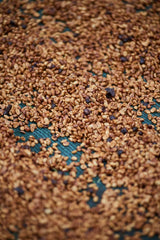 One Roast Only!! Costa Rica Finca Chayote Yellow Honey