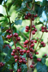 One Roast Only!! Costa Rica Finca Chayote Yellow Honey