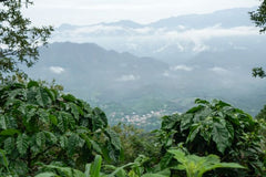 El Salvador Finca Majahual Anaerobic Natural