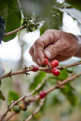 New!! Colombia FUDAM La Union Fair Trade Organic