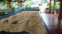 New!! Colombia Gesha Natural Lisandro Cardenas Finca Las Brisas