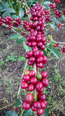New!! Colombia Gesha Natural Lisandro Cardenas Finca Las Brisas
