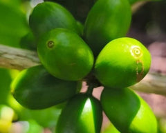 New!! El Salvador Finca Los Angeles Pacamara Natural