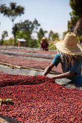 New!! Ethiopia Ayla Bombe G1 Natural