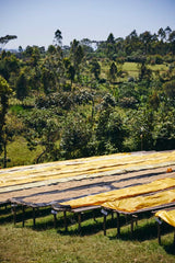 New and Limited!! Ethiopia Natural Sidama G1 Yaye Special Prep Odakko Project