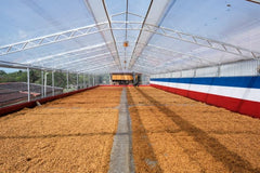New!!  Costa Rica Las Lajas Finca La Esperanza Black Diamond